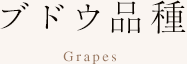 ブドウ品種 Grapes